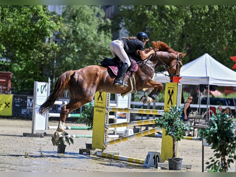 Belgisches Sportpferd Wallach 11 Jahre 175 cm Fuchs in Schlins
