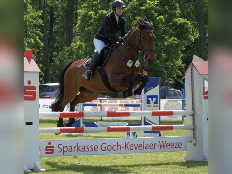 Belgisches Sportpferd Wallach 12 Jahre 167 cm Brauner in GochGoch