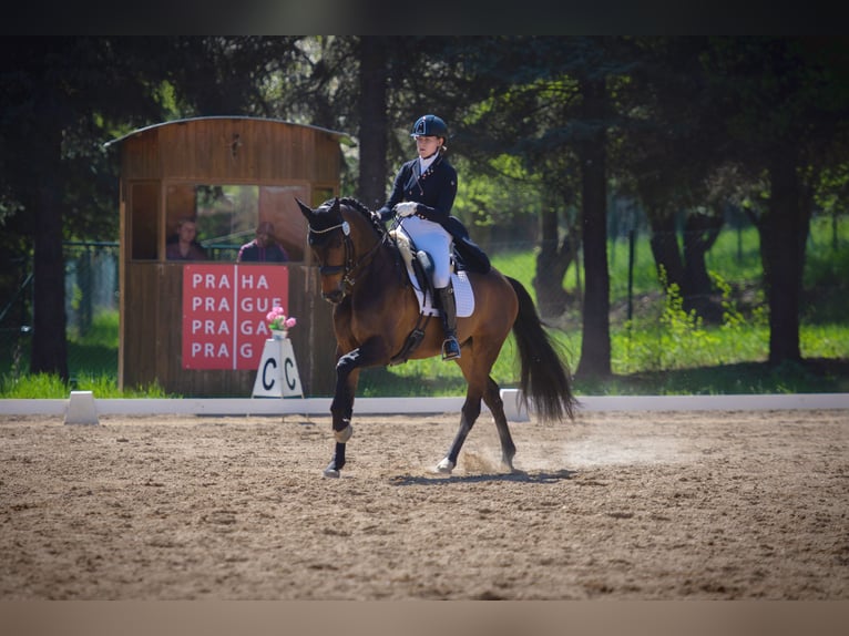 Belgisches Sportpferd Wallach 12 Jahre 169 cm Brauner in Veghel