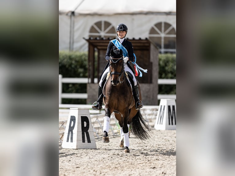 Belgisches Sportpferd Wallach 12 Jahre 169 cm Brauner in Veghel