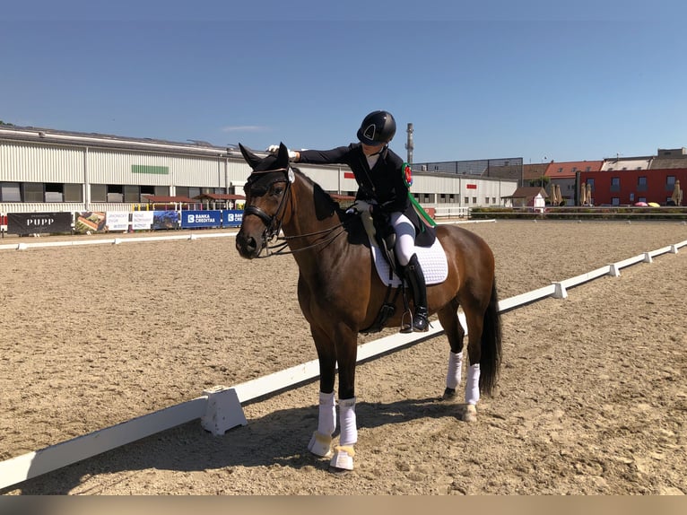 Belgisches Sportpferd Wallach 12 Jahre 169 cm Brauner in Veghel