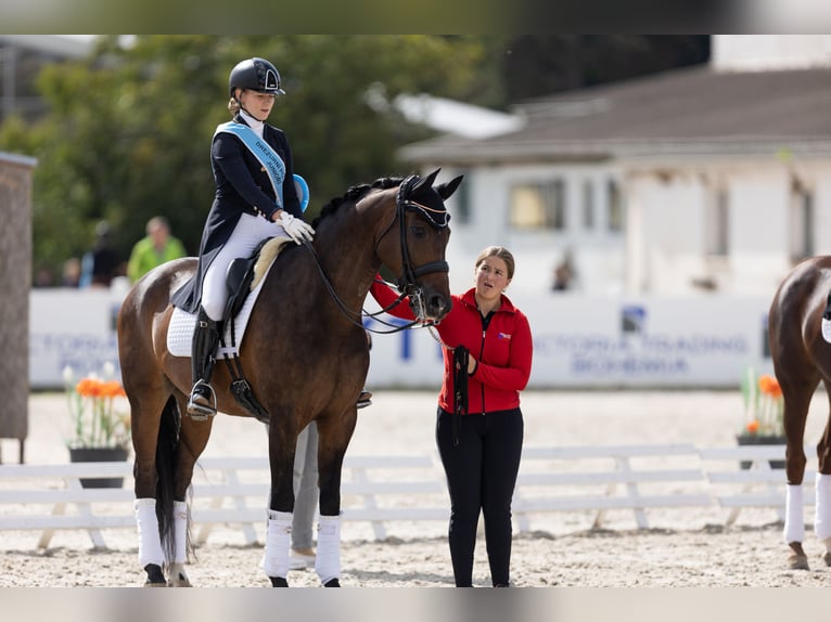 Belgisches Sportpferd Wallach 12 Jahre 169 cm Brauner in Veghel