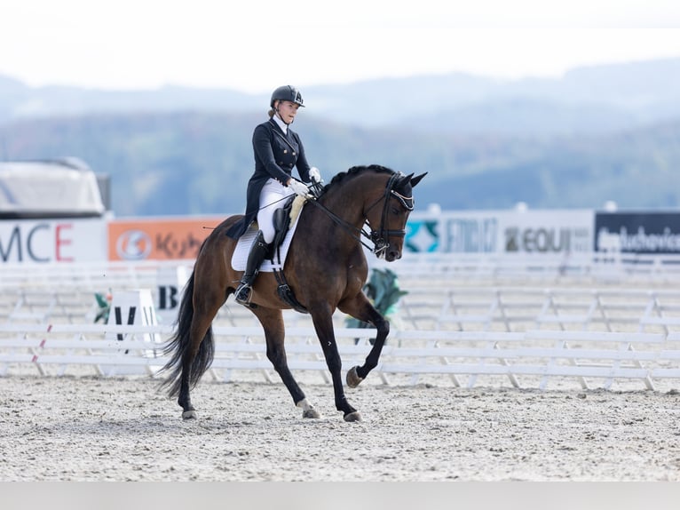 Belgisches Sportpferd Wallach 12 Jahre 169 cm Brauner in Veghel