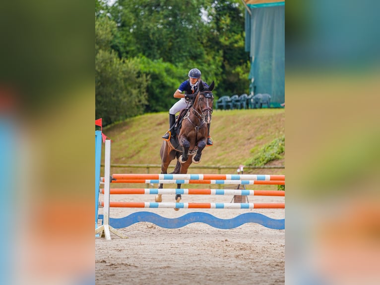 Belgisches Sportpferd Wallach 12 Jahre 175 cm Falbe in Lleida