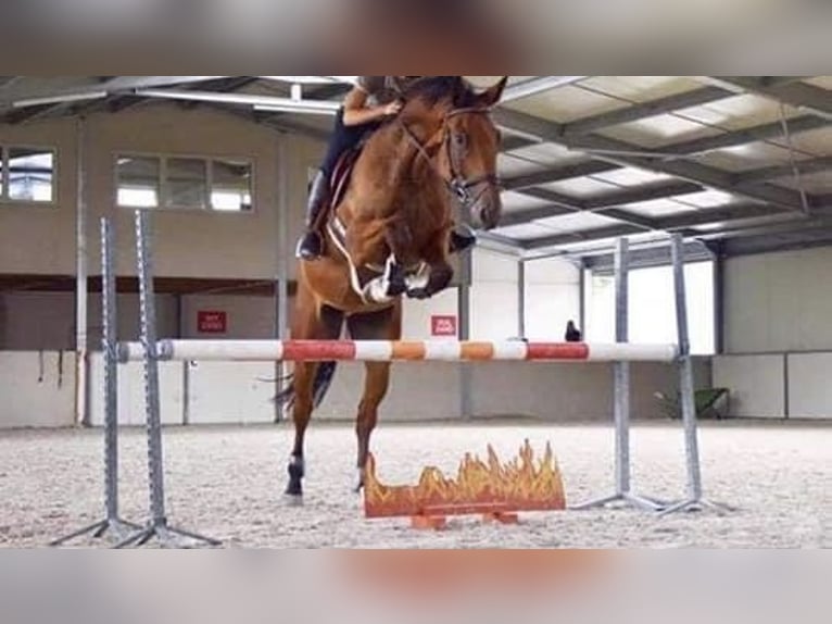 Belgisches Sportpferd Wallach 12 Jahre 178 cm Rotbrauner in Hargnies