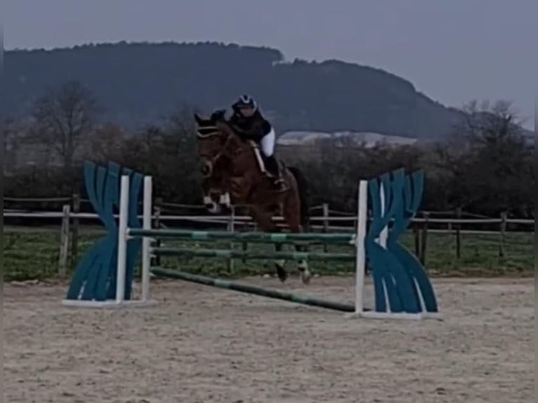 Belgisches Sportpferd Wallach 12 Jahre 178 cm Rotbrauner in Hargnies