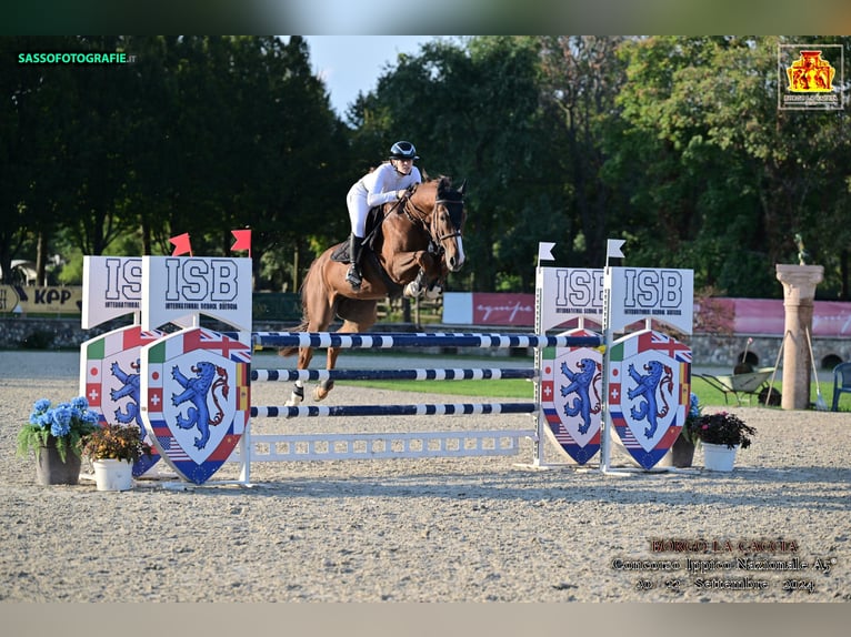 Belgisches Sportpferd Wallach 12 Jahre Fuchs in Arre