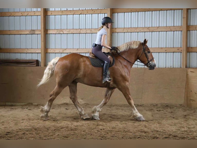 Belgisches Sportpferd Wallach 12 Jahre Rotfuchs in Howell, MI