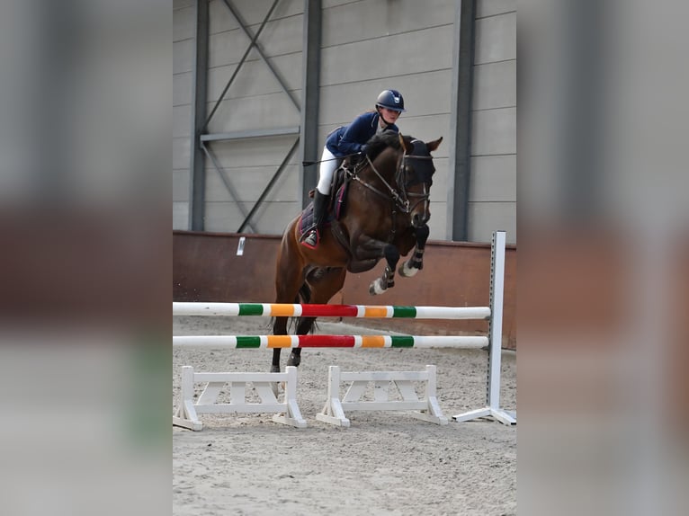 Belgisches Sportpferd Wallach 13 Jahre 162 cm Brauner in Kortemark