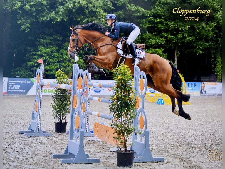 Belgisches Sportpferd Wallach 13 Jahre 170 cm Brauner in Oldenburg