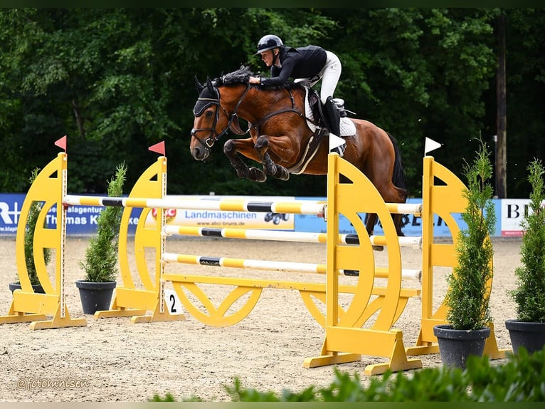 Belgisches Sportpferd Wallach 13 Jahre 170 cm Brauner in Oldenburg