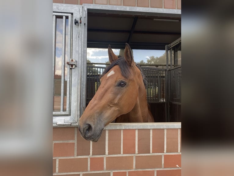 Belgisches Sportpferd Wallach 13 Jahre 170 cm Brauner in Oldenburg