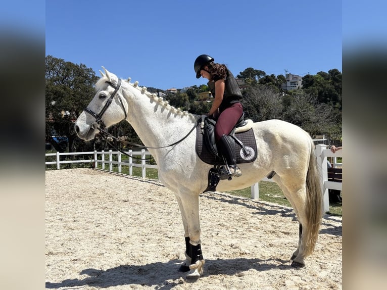 Belgisches Sportpferd Wallach 13 Jahre 170 cm Schimmel in Santa Susanna, El Maresme Barcelona
