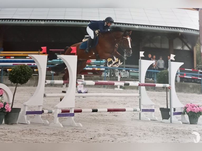 Belgisches Sportpferd Wallach 13 Jahre 175 cm Brauner in Jolimetz