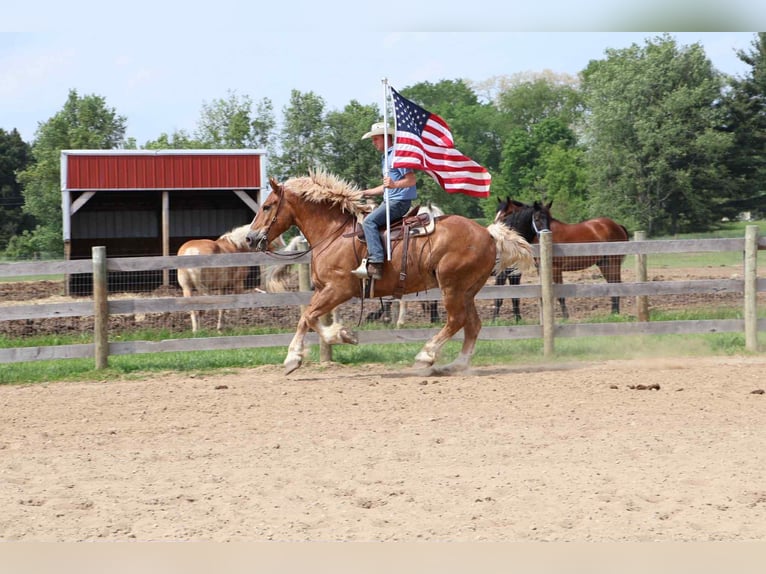 Belgisches Sportpferd Wallach 13 Jahre Rotfuchs in Howell, MI