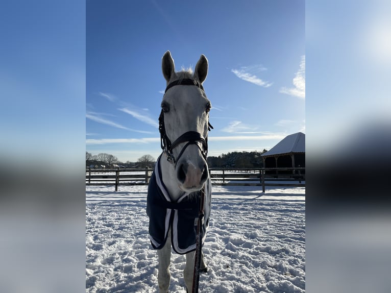 Belgisches Sportpferd Wallach 14 Jahre 164 cm Schimmel in Putte