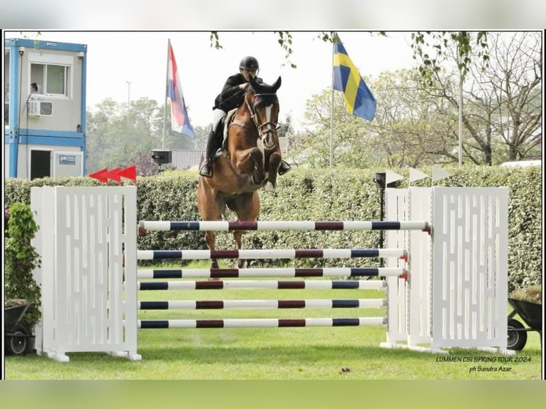 Belgisches Sportpferd Wallach 14 Jahre 172 cm Brauner in Hasselt