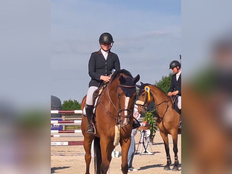 Belgisches Sportpferd Wallach 14 Jahre 172 cm Brauner in Hasselt