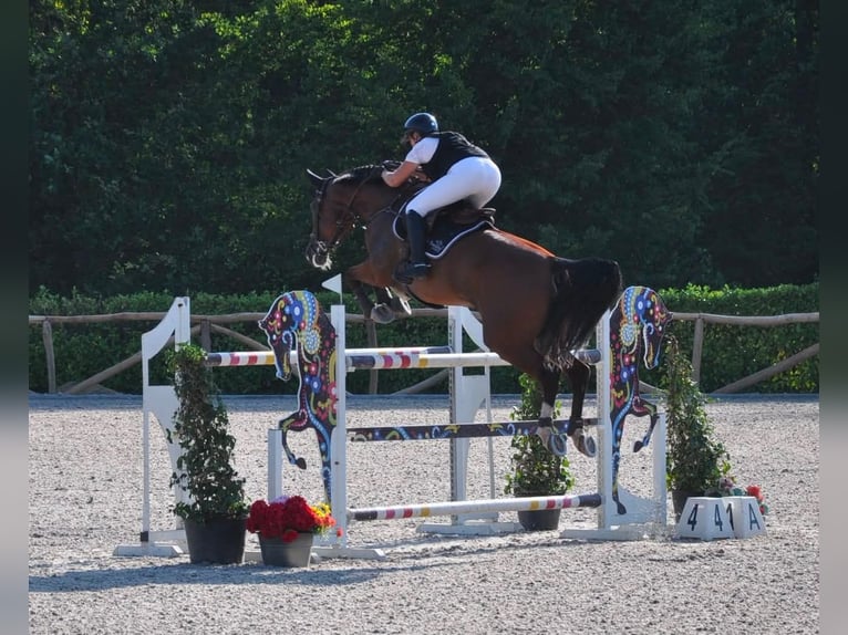 Belgisches Sportpferd Wallach 14 Jahre 172 cm Brauner in Hasselt