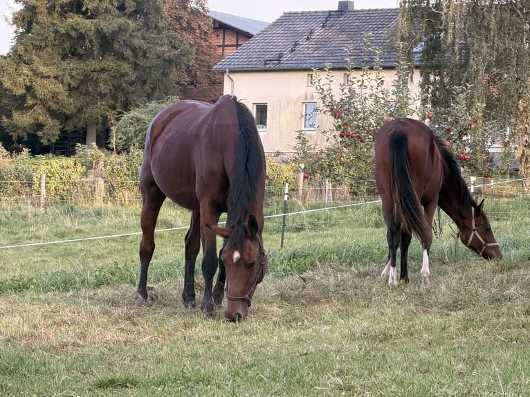 Belgisches Sportpferd Wallach 14 Jahre 176 cm Brauner in Grapzow Belgisches Sportpferd Wallach 14 Jahre 176 cm Brauner in Grapzow