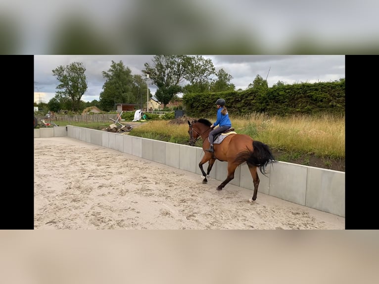 Belgisches Sportpferd Wallach 14 Jahre 176 cm Brauner in Grapzow Belgisches Sportpferd Wallach 14 Jahre 176 cm Brauner in Grapzow