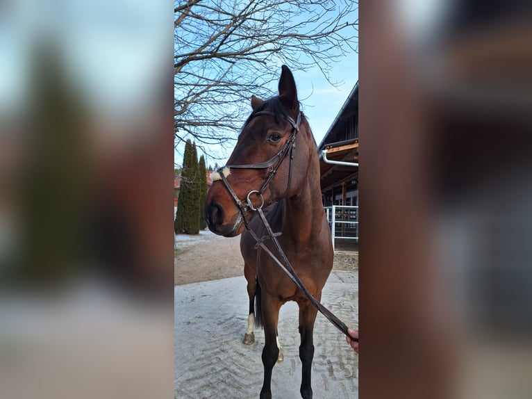 Belgisches Sportpferd Wallach 15 Jahre 175 cm Brauner in Tulfes