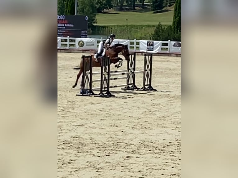 Belgisches Sportpferd Mix Wallach 16 Jahre 165 cm Dunkelfuchs in Kaunas