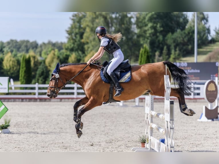 Belgisches Sportpferd Mix Wallach 16 Jahre 165 cm Dunkelfuchs in Kaunas