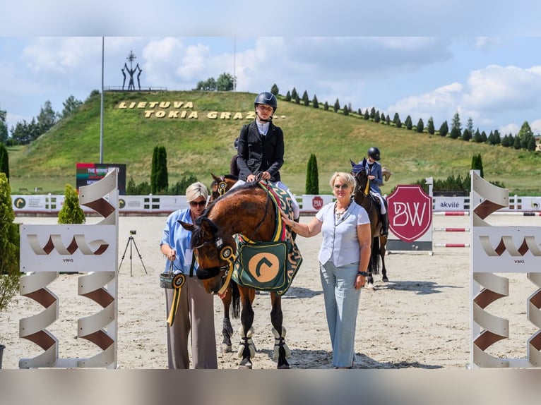 Belgisches Sportpferd Mix Wallach 16 Jahre 165 cm Dunkelfuchs in Kaunas