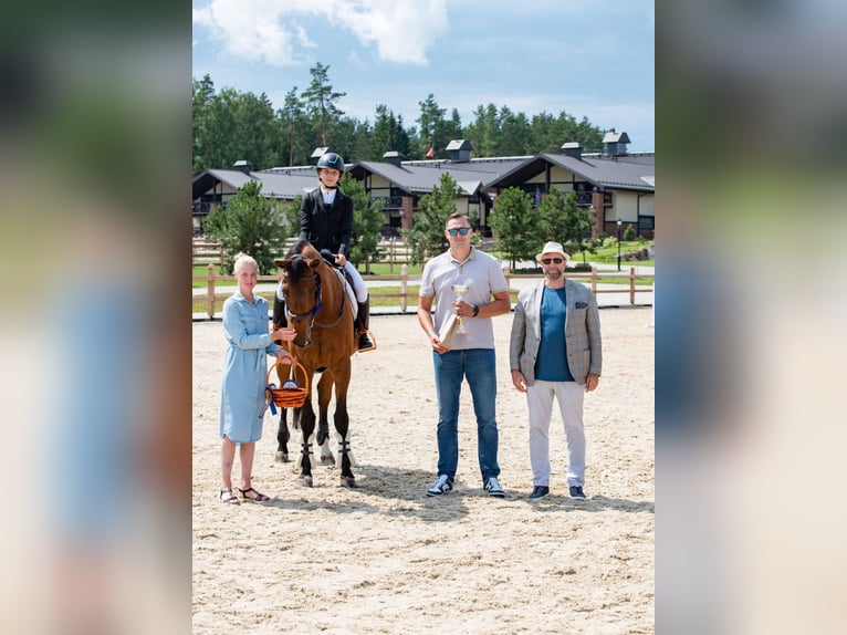 Belgisches Sportpferd Mix Wallach 16 Jahre 165 cm Dunkelfuchs in Kaunas