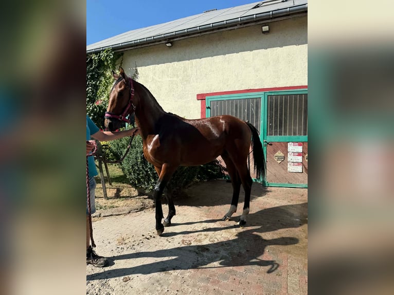 Belgisches Sportpferd Wallach 1 Jahr Rotbrauner in Libramont