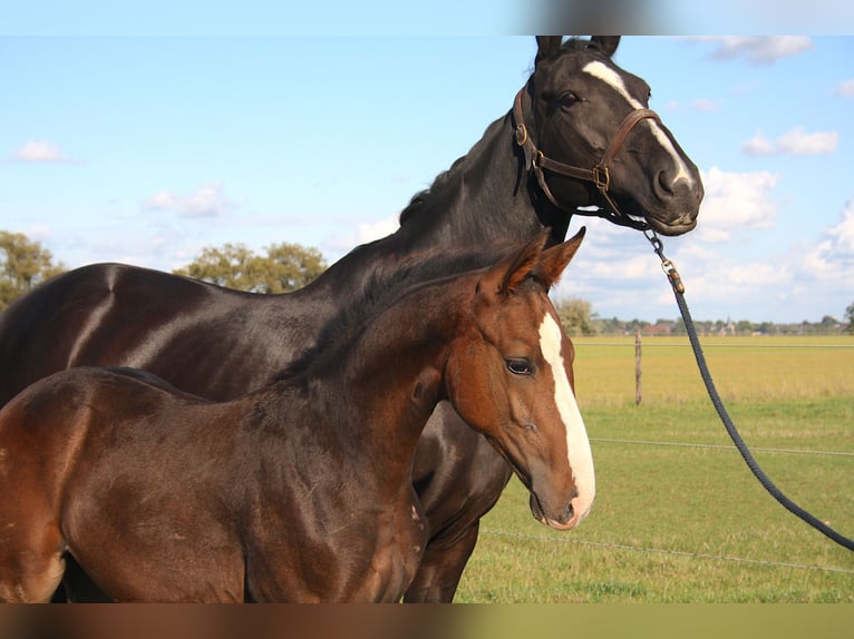 Belgisches Sportpferd Wallach 1 Jahr Rotbrauner in Waremme