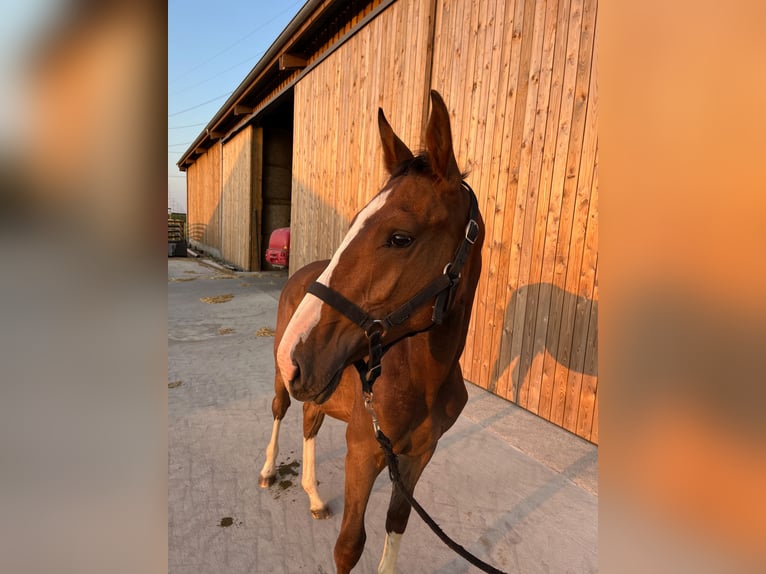 Belgisches Sportpferd Wallach 1 Jahr Rotbrauner in Waremme