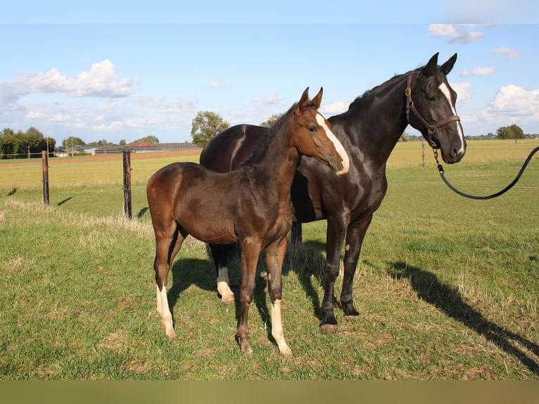 Belgisches Sportpferd Wallach 1 Jahr Rotbrauner in Waremme