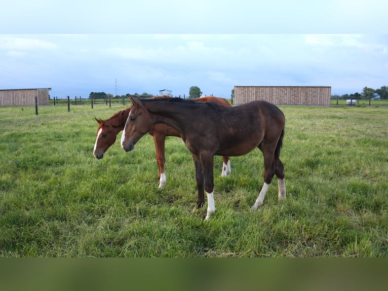 Belgisches Sportpferd Wallach 1 Jahr Rotbrauner in Waremme