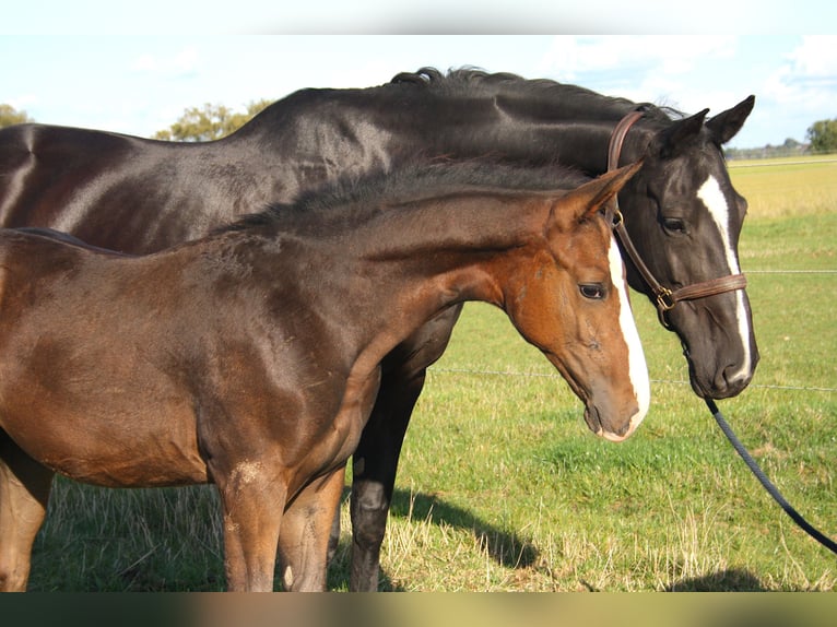 Belgisches Sportpferd Wallach 1 Jahr Rotbrauner in Waremme