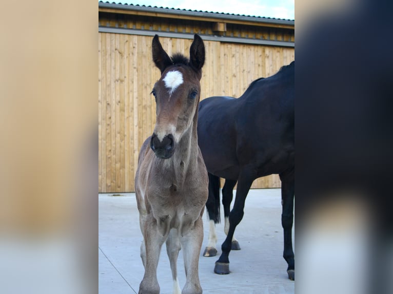 Belgisches Sportpferd Wallach 1 Jahr in Waremme