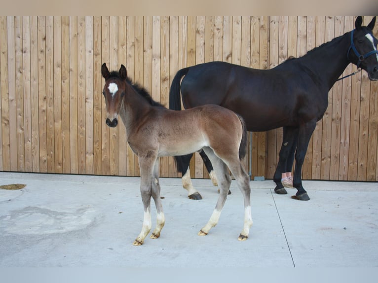 Belgisches Sportpferd Wallach 1 Jahr in Waremme