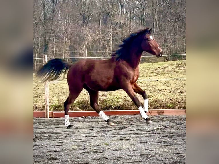 Belgisches Sportpferd Wallach 2 Jahre 160 cm Dunkelbrauner in Sardieu