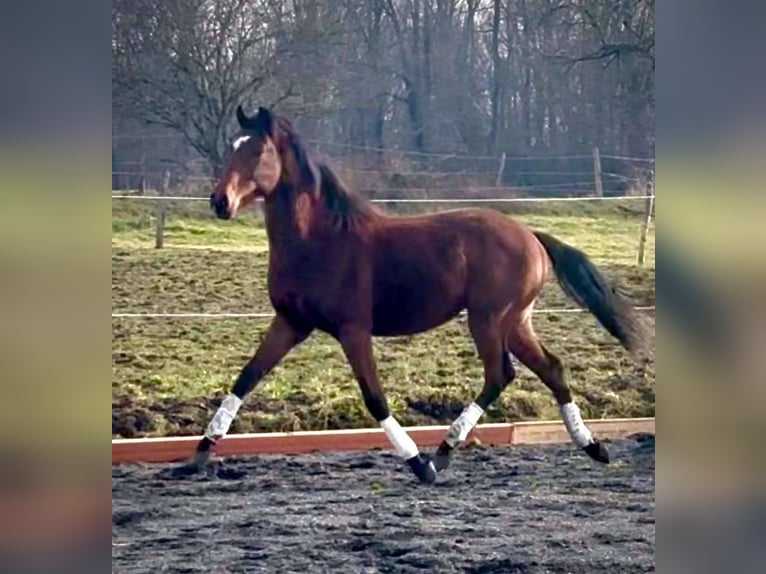 Belgisches Sportpferd Wallach 2 Jahre 160 cm Dunkelbrauner in Sardieu