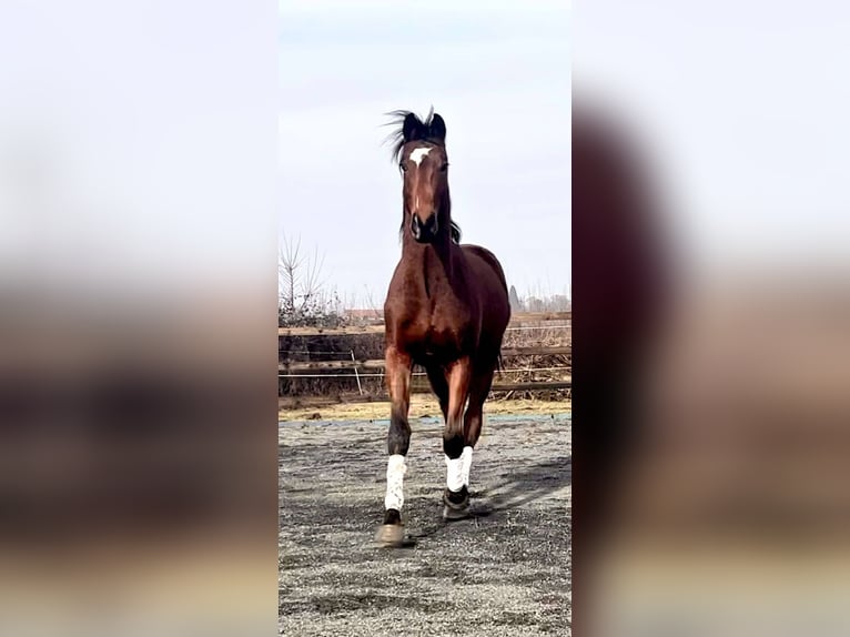 Belgisches Sportpferd Wallach 2 Jahre 160 cm Dunkelbrauner in Sardieu