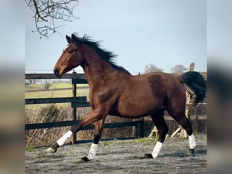Belgisches Sportpferd Wallach 2 Jahre 160 cm Dunkelbrauner in Sardieu