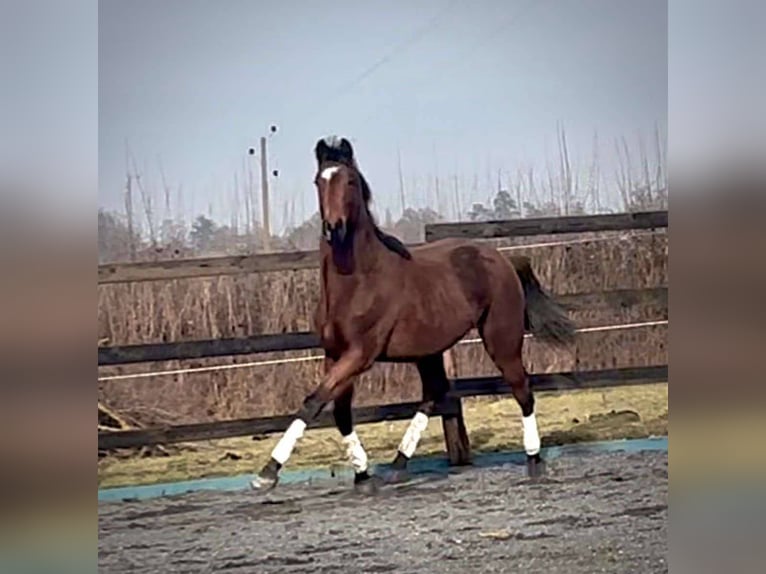 Belgisches Sportpferd Wallach 2 Jahre 160 cm Dunkelbrauner in Sardieu