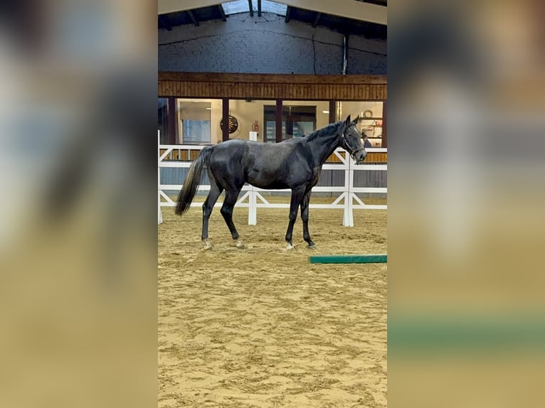 Belgisches Sportpferd Wallach 2 Jahre 175 cm Kann Schimmel werden in Gestel Berlaar.