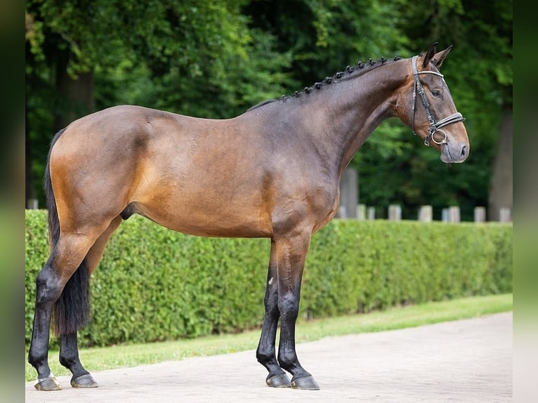 Belgisches Sportpferd Wallach 3 Jahre 165 cm Dunkelbrauner in Mannheim Belgisches Sportpferd Wallach 3 Jahre 165 cm Dunkelbrauner in Mannheim