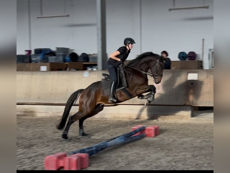 Belgisches Sportpferd Wallach 3 Jahre 165 cm Dunkelbrauner in Mannheim Belgisches Sportpferd Wallach 3 Jahre 165 cm Dunkelbrauner in Mannheim