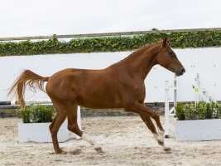 Belgisches Sportpferd Wallach 3 Jahre 167 cm Fuchs in Waddinxveen