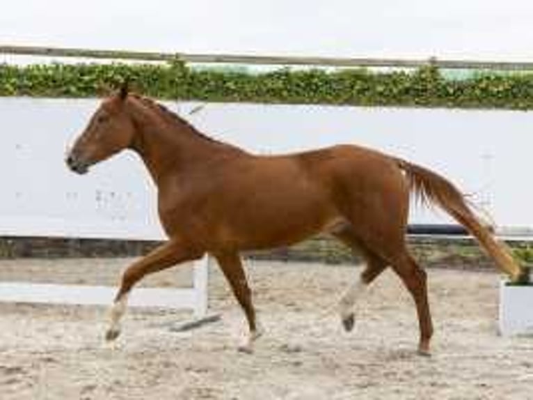 Belgisches Sportpferd Wallach 3 Jahre 167 cm Fuchs in Waddinxveen