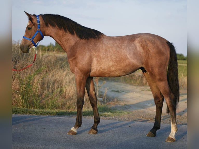 Belgisches Sportpferd Wallach 3 Jahre 167 cm Rotschimmel in Gyula