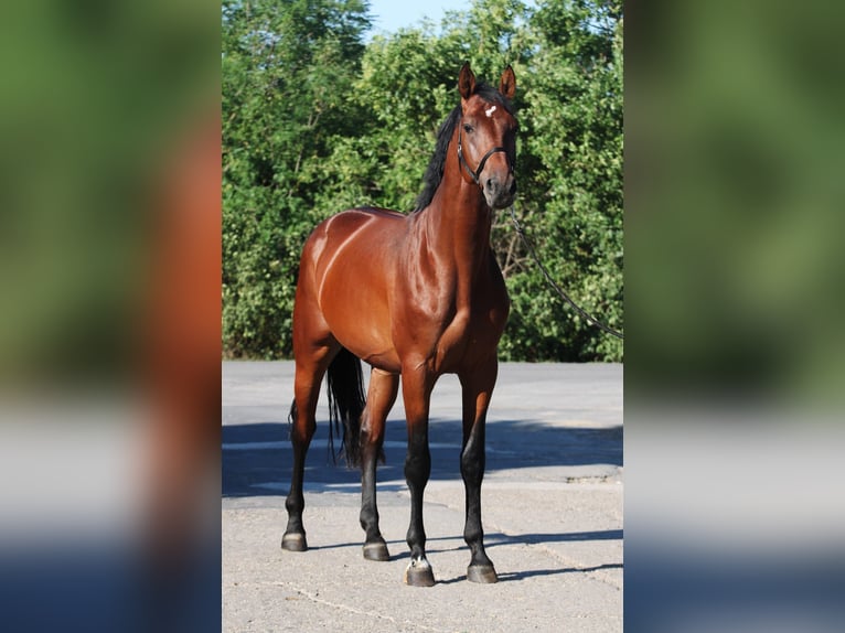 Belgisches Sportpferd Wallach 3 Jahre 168 cm Brauner in Gyula